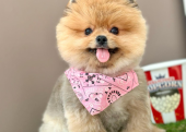 Pomeranian boo ayi Surat safkan yavrularımız